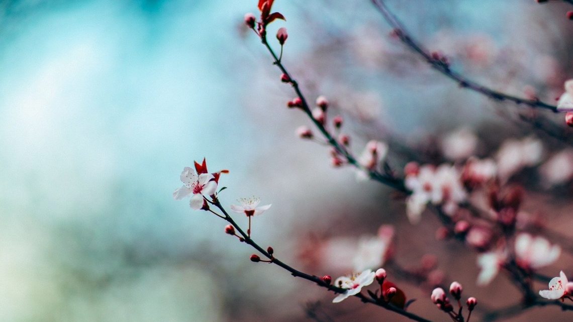 cherry-blossom-1209577_1280